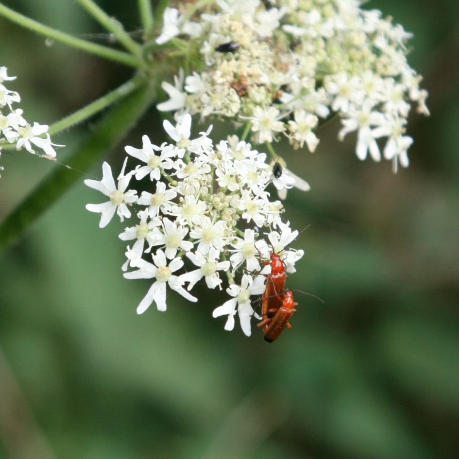 Wat voor een insect is dit?